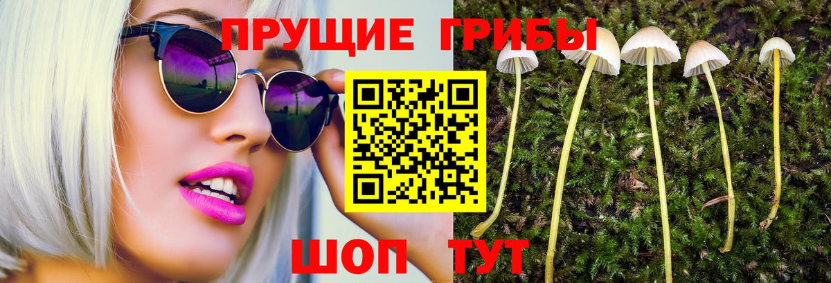 Тулун  Псилоцибиновые грибы прущие грибы  Псилоцибиновые грибы Psilocybine cubensis  Вход с VPN 